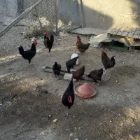 خروس کردی