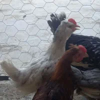 چندعددنیمچه گلین وجیرفتی