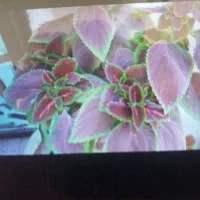 کمربندکیف وانواع گل طبیعی وچندتخته فرش نصف قیمت