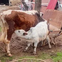 گاو گوساله نر