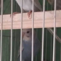 مرغ عشق آنتیک|پرنده|تربتحیدریه, مظفریه|دیوار