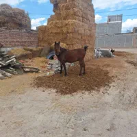 اسب نر