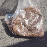 کنجد