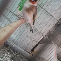 سهره جفتی دو ساله با ماده