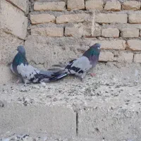 دمبی قواره درشت|پرنده|میانه, |دیوار