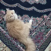 گربه پرشین|گربه|تربت جام, کلالی|دیوار