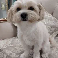 شیتزو تریر اصل|سگ|کرمانشاه, |دیوار