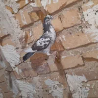 کبوتر .‌|پرنده|شیراز, کاراندیش|دیوار