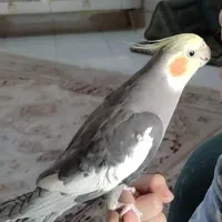 طوطی عروس هلندی سخنگو