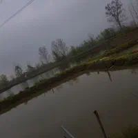 ،کپور تاتا ،بچه ماهی،سنگر|ماهی|رشت, حومه رشت|دیوار