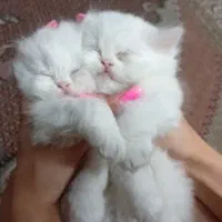 بچه گربه بریتیش