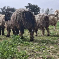 میش ترکی|حیوانات|مسجد سلیمان, |دیوار