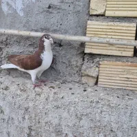 خوشرنگ بدرنگ سینه ای