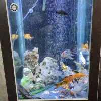 اکواریوم اب شیرین|ماهی|فردیس, فرامرزیه|دیوار