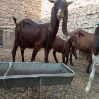 بزمری|حیوانات مزرعه|زابل, |دیوار