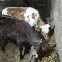 فروش دو عدد تلیسه دامازدق به فروش می رسد