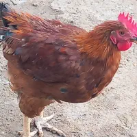 تعدادی خوروس  بفروش میرسد