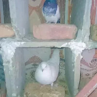 یک جفت کفتر  پاکستانی