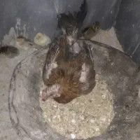 مرغ کرک با 8جوجه|حیوانات مزرعه|شیراز, دست خضر|دیوار
