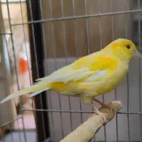 قناری گلستر نر آواز خوان|پرنده|بهارستان, |دیوار