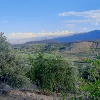 نیازمند ۴ نفر کارگر زیتون چینی