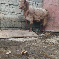 نربز جلوکش نژاد چوشاخ