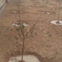 فروش ۴۹۵ متری در آرامگاه فردوسی جاده حسن آباد|فروش دفتر صنعتی، کشاورزی، تجاری|مشهد, تبادکان|دیوار