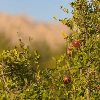 ۱۰۰۰ متر باغ آبگویه|فروش زمین و ملک کلنگی|جنت, |دیوار