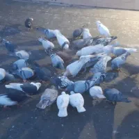 کبوتر المانی