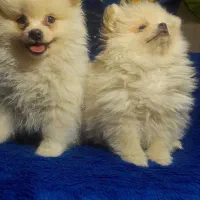 سگ پامر پامرانین پامرین|سگ|مشهد, ویلاشهر|دیوار