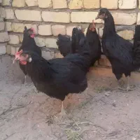 مرغ گلپایگانی