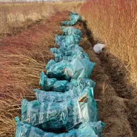 نهال بادام ارگانیک عمر اقتصادی