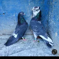 کبوتر|پرنده|نشتارود, |دیوار