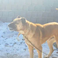 سگ قرمز|سگ|نیر (اردبیل), |دیوار