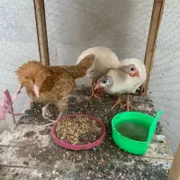 مرغ شاخدار و تاج دار