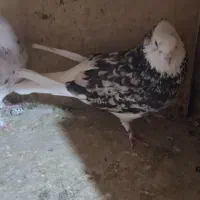 جفت هما سرور