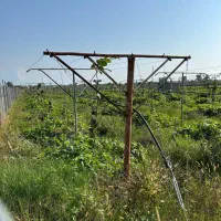 فروش یک هکتار باغ کیوی دارای 500مترمسکونی/تالش