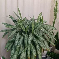 گل طبیعی دیفن