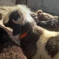 بره داشتی اصل بختیاری بفروش می‌رسد همه چیز تمام