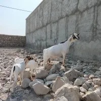 بز سومال .دوقل زا