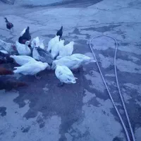 غاز گوشتی|حیوانات مزرعه|بیرانوند, |دیوار