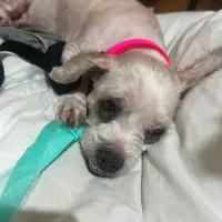 ‌واگذاری سگ|سگ|رشت, چمارسرا|دیوار