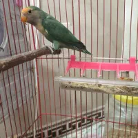 طوطی برزیلی ماده