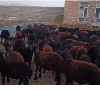 ۵۸ عدد بره پای پروار نر
