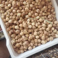 انجیر|عمده‌فروشی|داراب, |دیوار