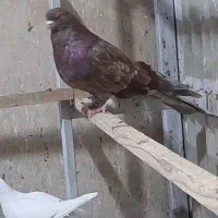 کفتر سرور کشیده نر