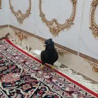 کفتر اشعل