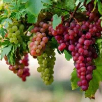 باغ-مرکبات-بهشتی-با30نوع-مرکبات-کاملامحصور
