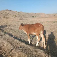 گاو|حیوانات مزرعه|توکهور, |دیوار