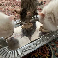 غذای خونگی خوشمزه و مقوی گربه و سگ